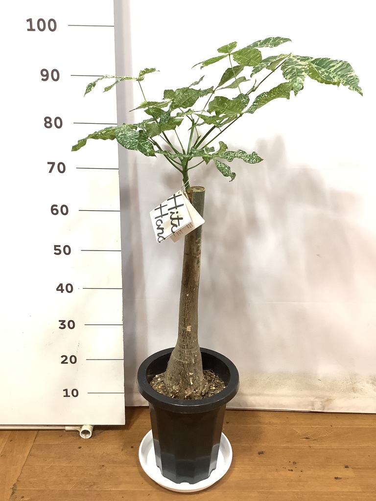 観葉植物 パキラ 8号 朴 斑入り プラスチック鉢 | 観葉植物なら