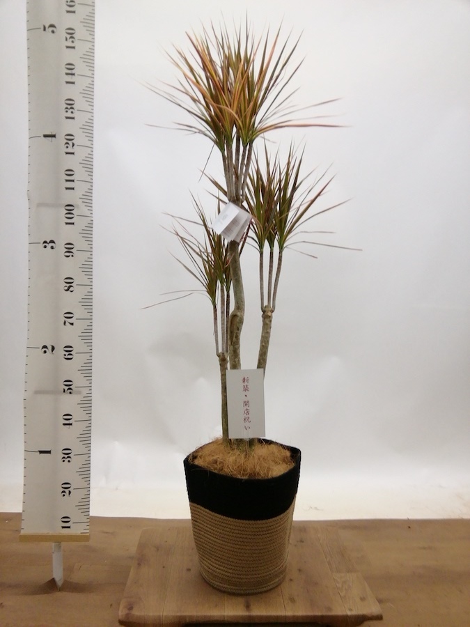 観葉植物 ドラセナ コンシンネ レインボー 8号 ストレート リブ