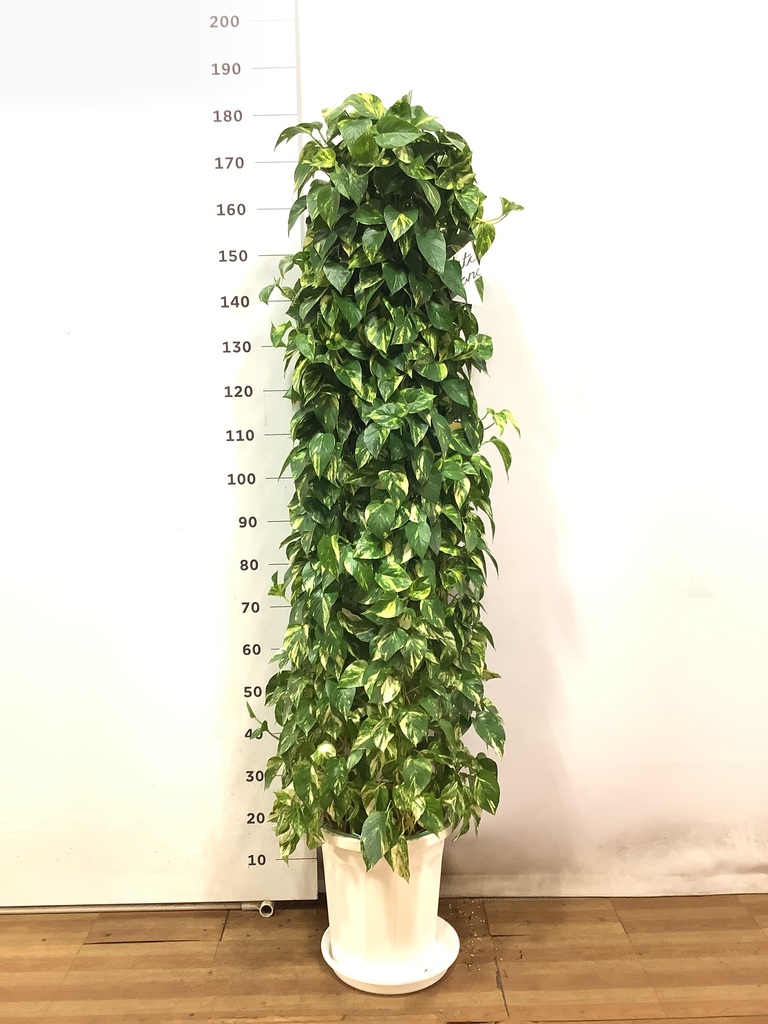 観葉植物 ポトス 10号 プラスチック鉢 | 観葉植物ならHitoHana(ひとはな)