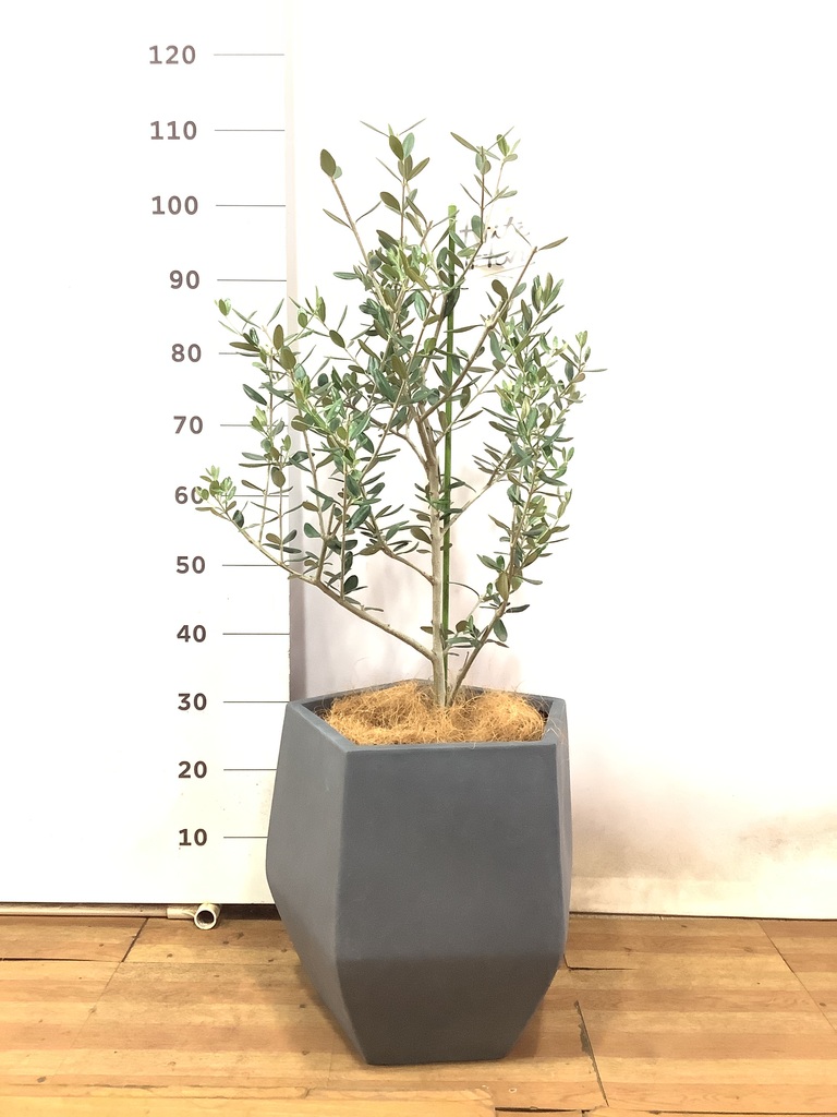 観葉植物 オリーブ 8号 ルッカ ファイバークレイ Gray 付き | 観葉植物