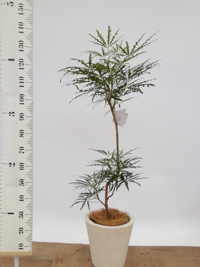 観葉植物 グリーンアラレア 8号 曲り プラスチック鉢 | 観葉植物なら