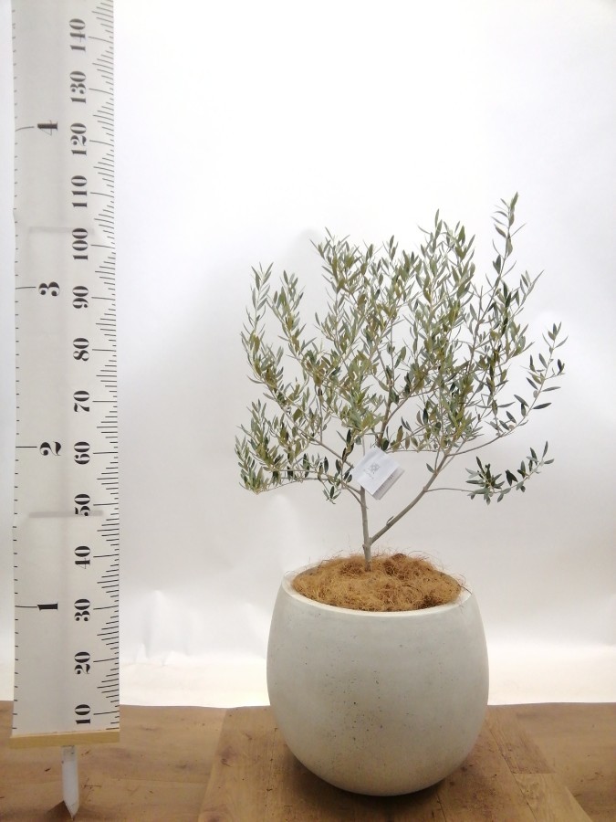観葉植物 オリーブの木 8号 カヨンヌ プラスチック鉢 / 小倉園 | 観葉