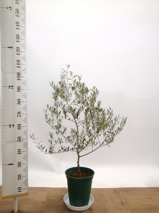 オリーブの木　カヨンヌ 実付き 接木　直立性植物 観葉植物 オリーブの木 8号 カヨンヌ ポリゴヘクサ 白 付き