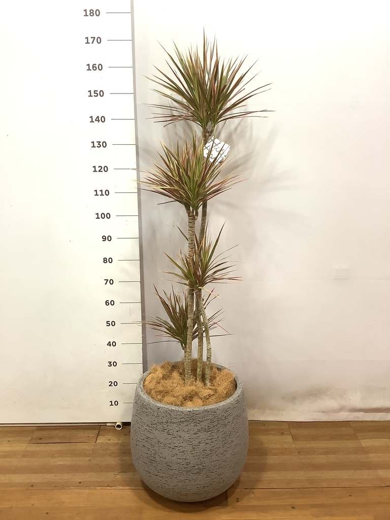 観葉植物 ドラセナ コンシンネ レインボー 10号 ストレート エコ  