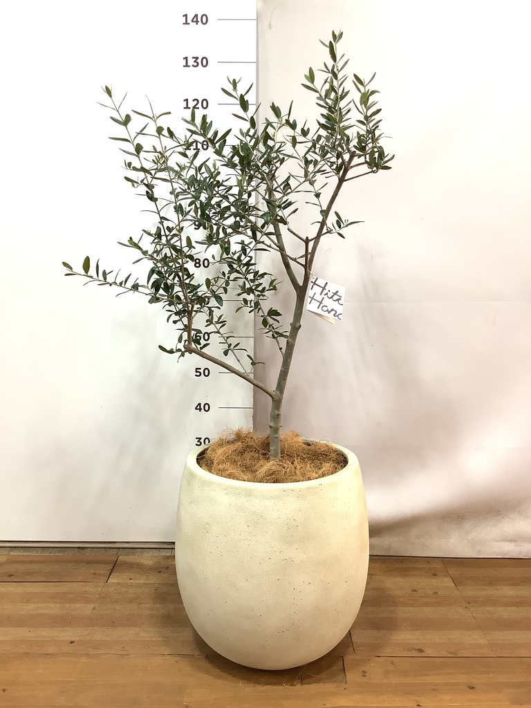 新規入荷！オリーブ ルッカ 8号鉢 写真現物 オリーブ：ルッカ 8号硬質ポット の通販 | 園芸ネット