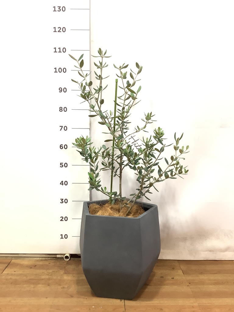 観葉植物 オリーブ 8号 ルッカ ファイバークレイ Gray 付き | 観葉植物