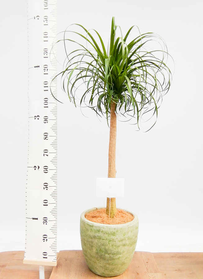 観葉植物 トックリラン ポニーテール 8号 プラスチック鉢 | 観葉植物