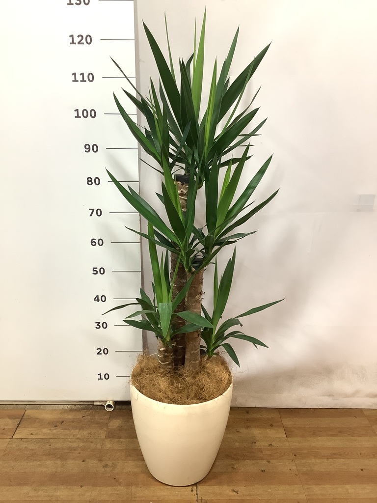 観葉植物 ユッカ 8号 ノーマル エディラウンド 黒 付き | 観葉植物なら