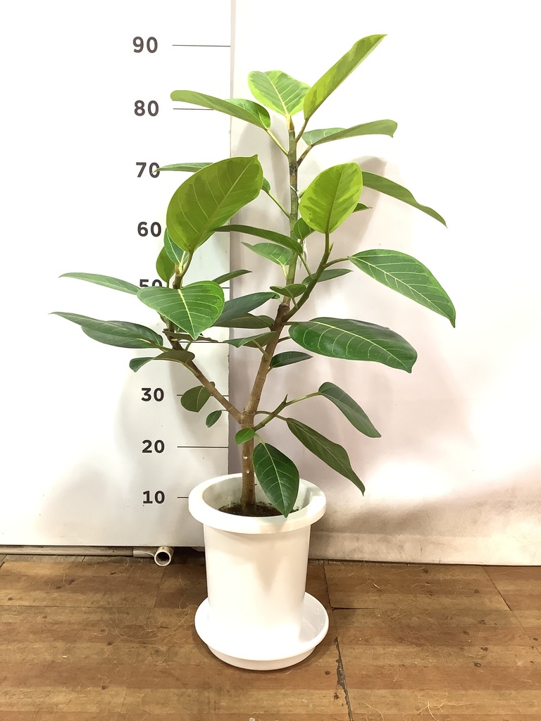観葉植物 フィカス アルテシーマ 7号 ストレート プラスチック鉢