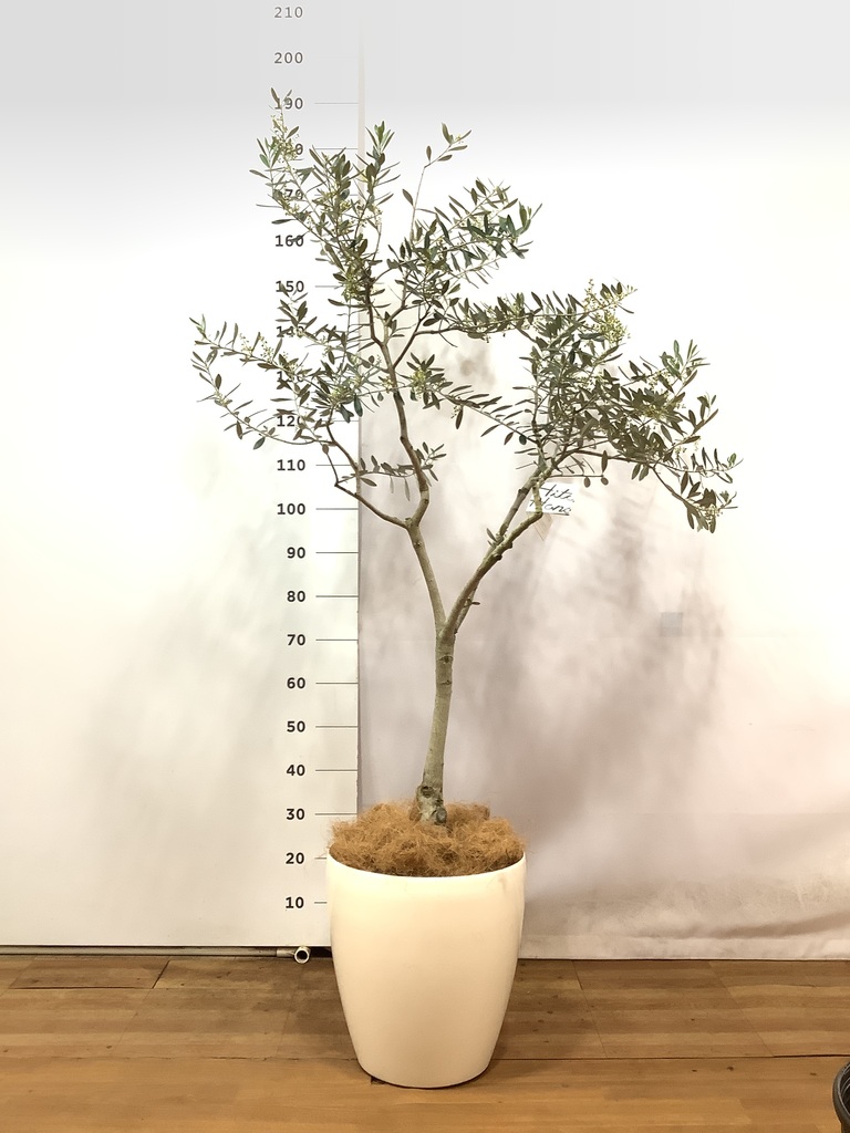 オリーブの木　ピッチョリーネ　7号　約105cm　NO.512　人気品種　一点物 オリーブの木 ピッチョリーネ 7号 約105cm NO.512 人気品種 一点物