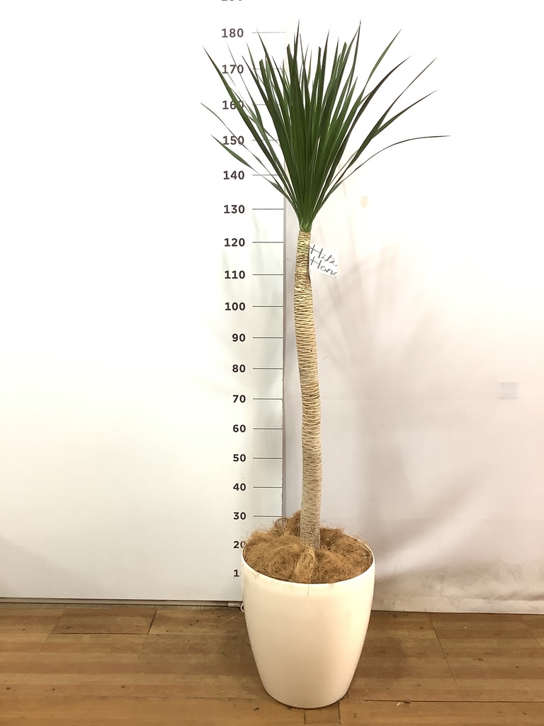 観葉植物 ドラセナ カンボジアーナ 10号 1本立ち ラスターポット 付き