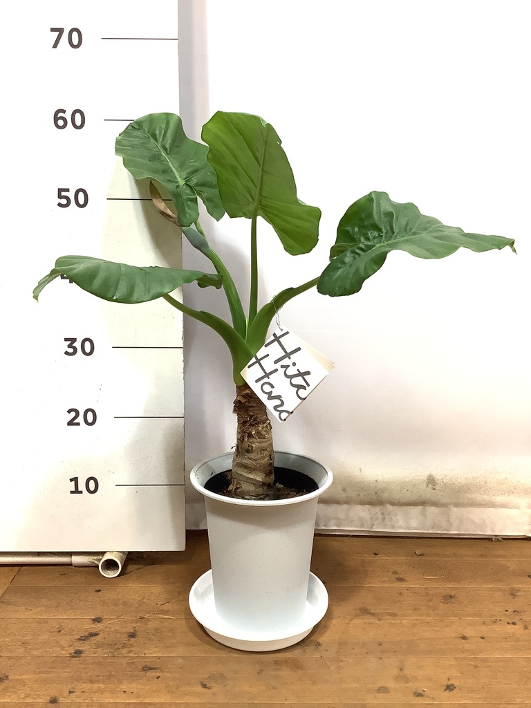 観葉植物 アロカシア 6号 オドラ（クワズイモ） プラスチック鉢 | 観葉