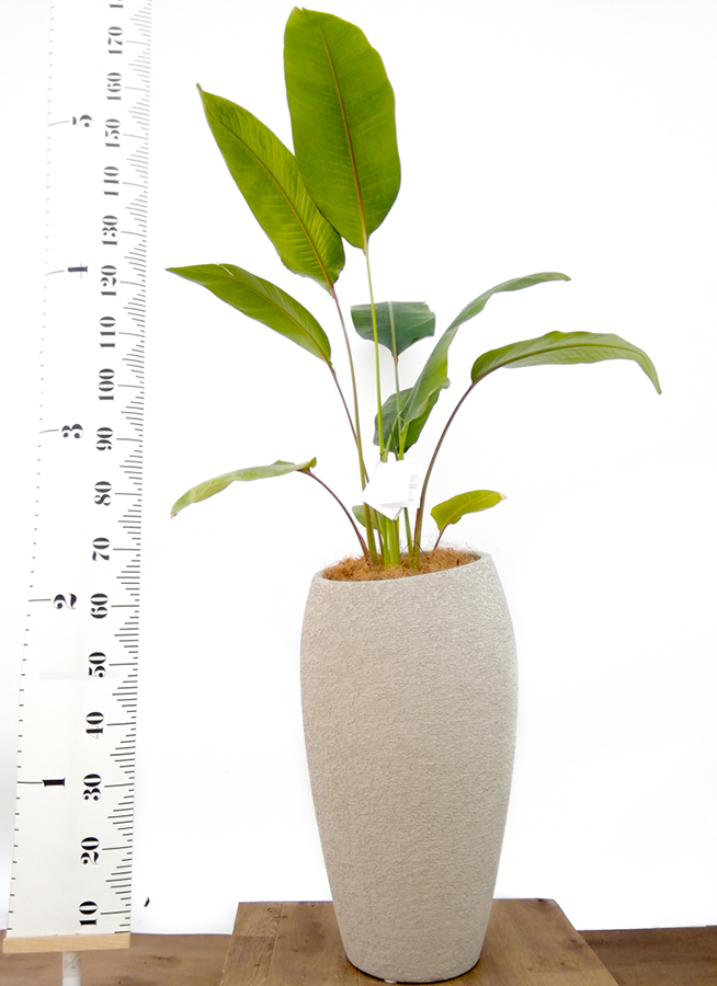 観葉植物 旅人の木 8号 プラスチック鉢 | 観葉植物ならHitoHana(ひとはな)