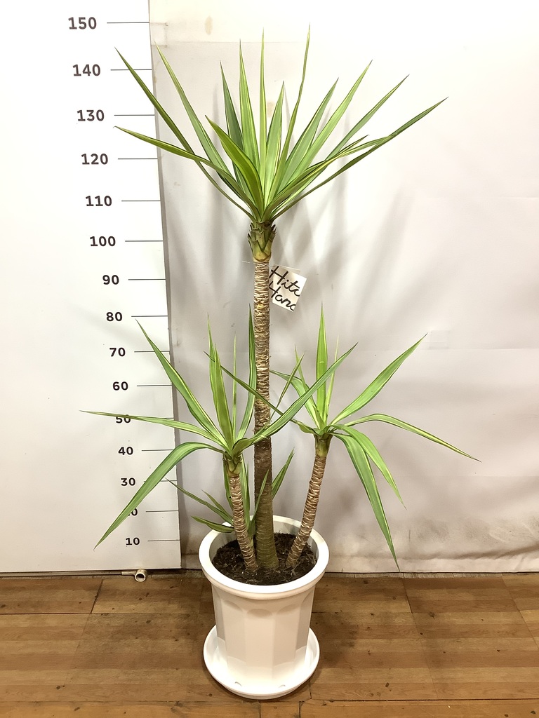 観葉植物 ユッカ 10号 斑入り プラスチック鉢 | 観葉植物ならHitoHana 