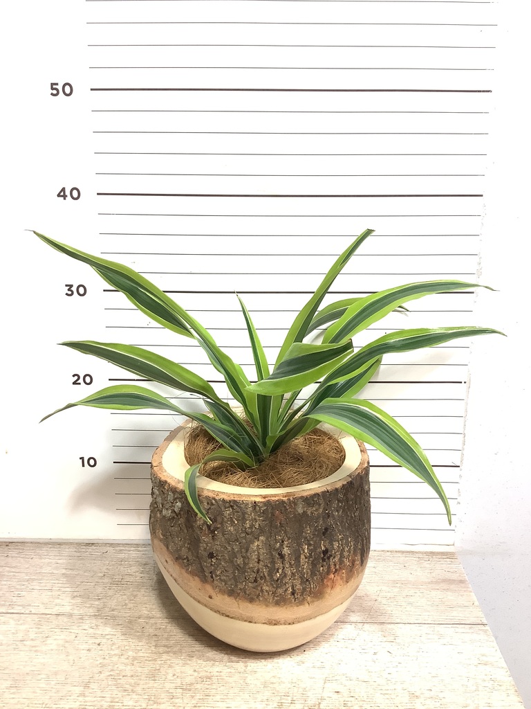 マンゴーウッド　リーフアート Virgo Liner - 2620 SF - Walnut - 0.72mm – KYZO