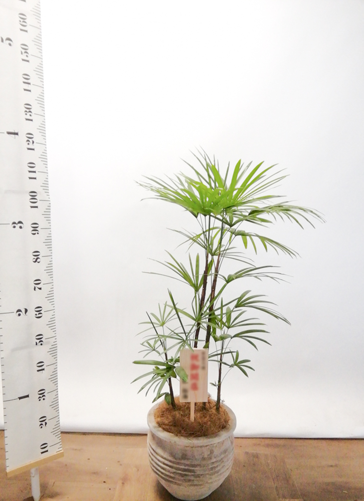 観葉植物 シュロチク（棕櫚竹） 8号 テラアストラ リゲル 赤茶色 付き