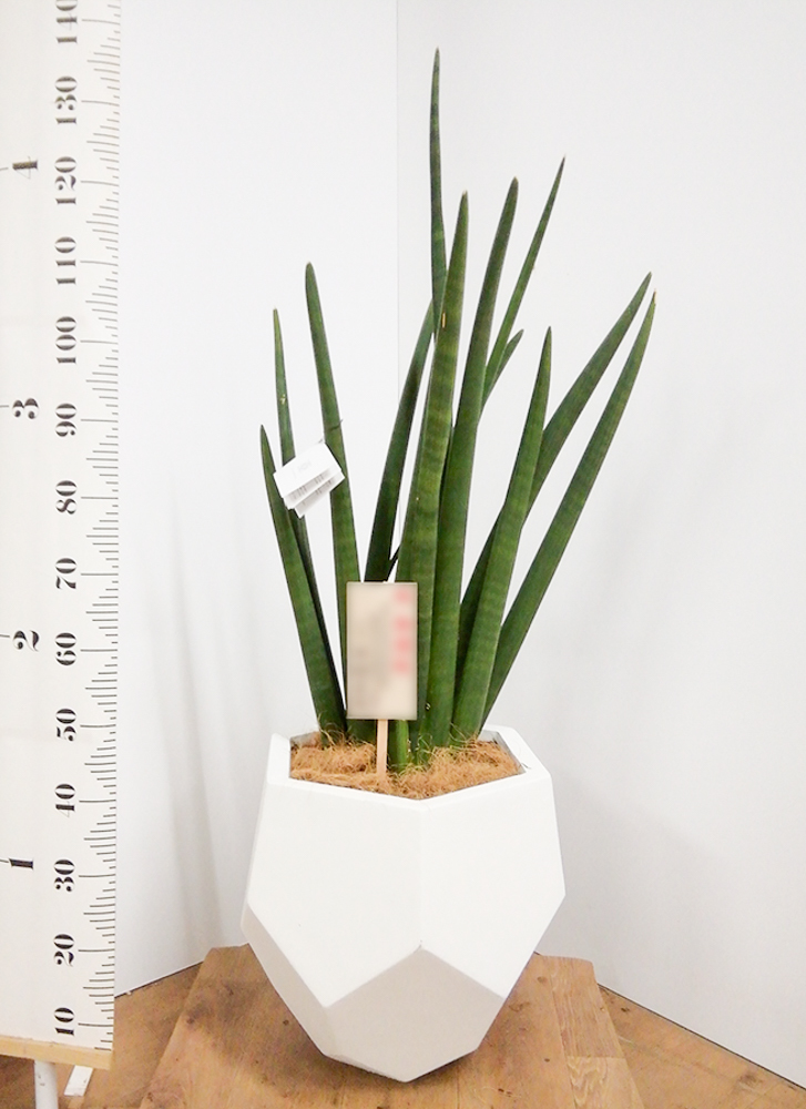 観葉植物 サンスベリア 8号 スタッキー ホルスト シリンダー