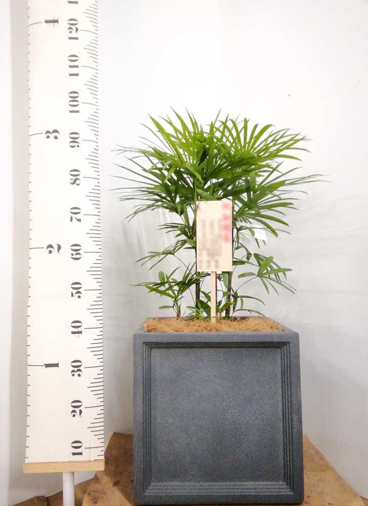 flowerシュロチク　棕櫚竹　8号鉢　27 観葉植物 flower様専用シュロチク 棕櫚竹 8号鉢 22 観葉植物 - メルカリ