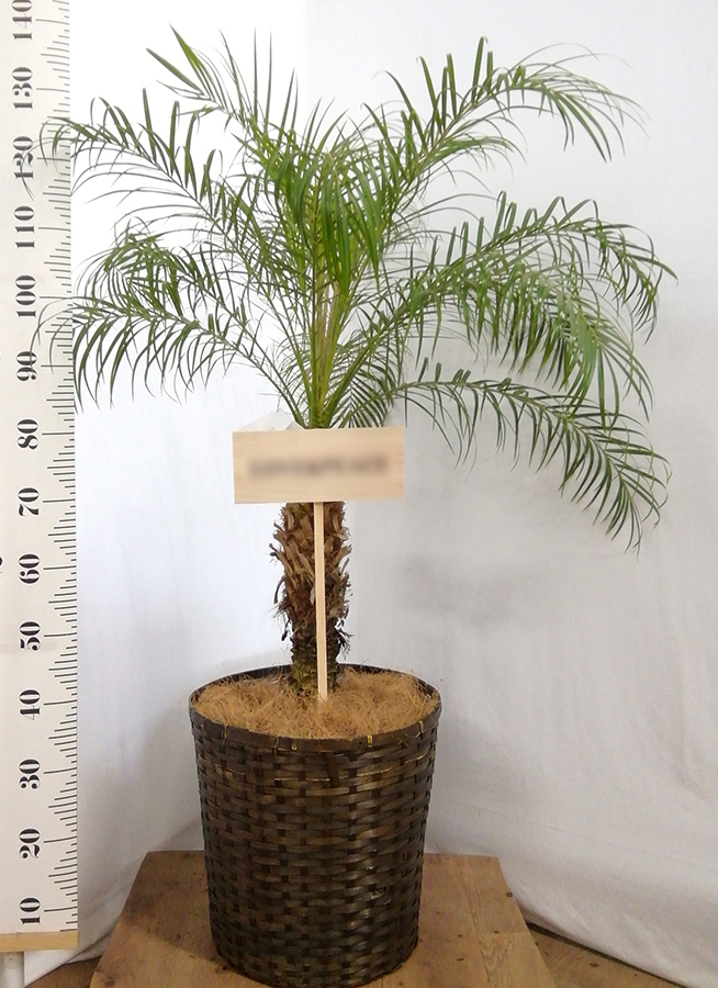 観葉植物 フェニックスロベレニー 10号 プラスチック鉢 | 観葉植物なら