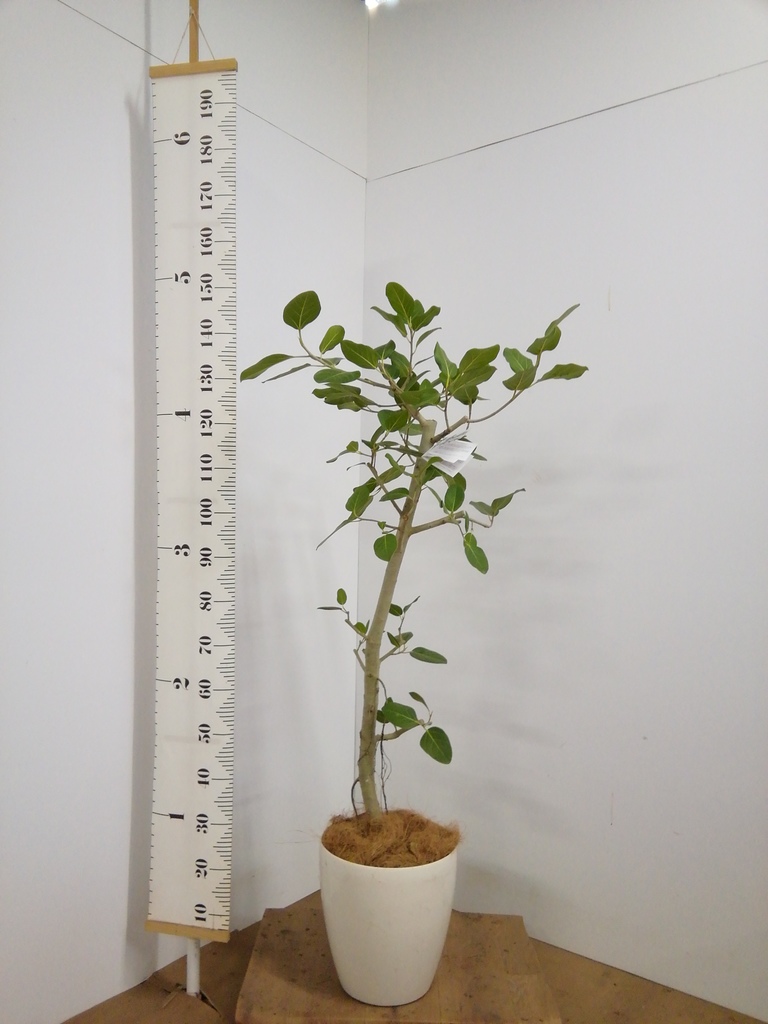 観葉植物 フィカス ベンガレンシス 8号 ストレート プラスチック鉢