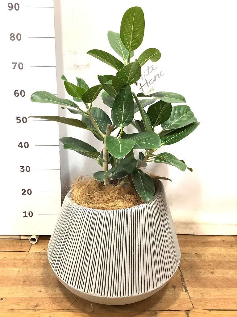 観葉植物 フィカス ベンガレンシス 8号 ストレート ラスターポット