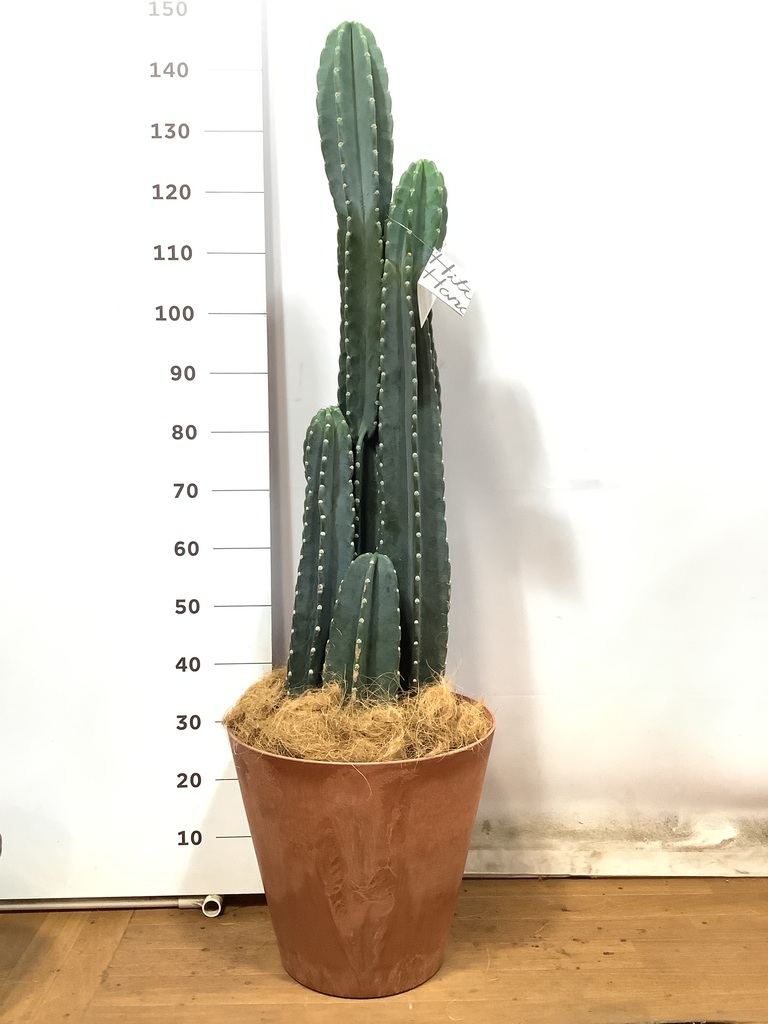 観葉植物 柱サボテン 10号 アートストーン ラウンド TERRA 付き 観葉植物 柱サボテン 10号 アートストーン ラウンド TERRA 付き