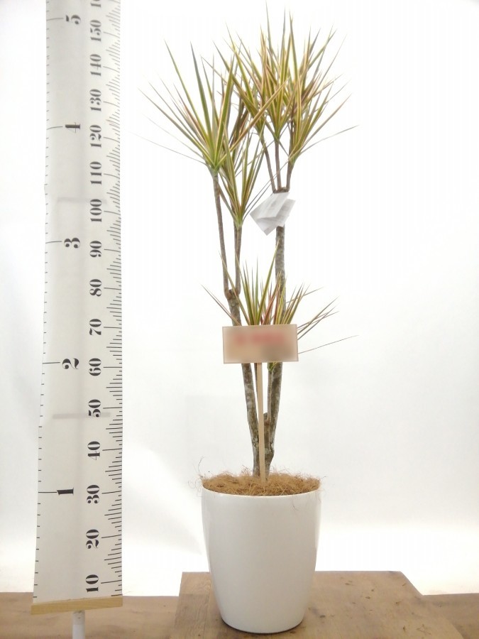 観葉植物 ドラセナ コンシンネ レインボー 8号 ストレート コンカー