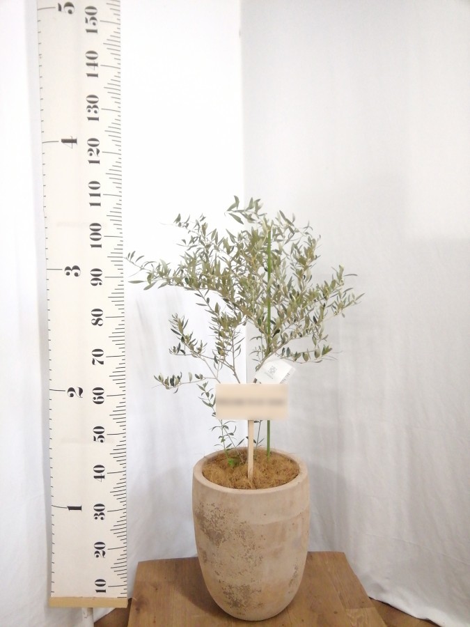 希少　オリーブ　オリーブの木　カヨンヌ　７号　鉢下から高さおよそ100cm 希少 オリーブ オリーブの木 カヨンヌ 7号 鉢下から高さおよそ100cm 観葉