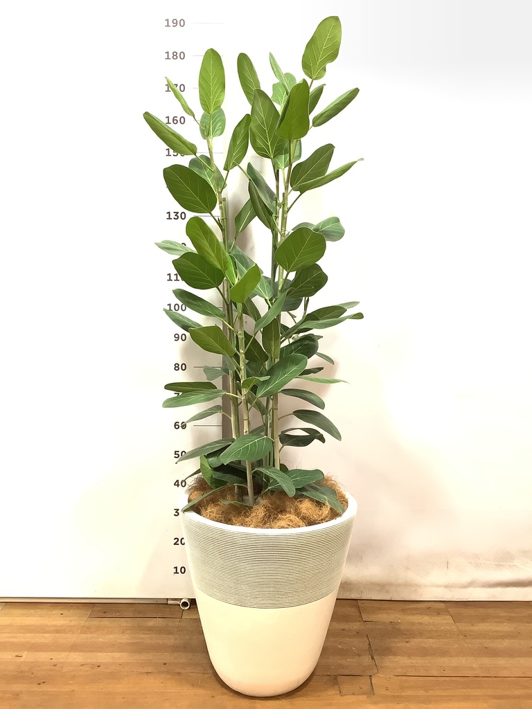 観葉植物 フィカス ベンガレンシス 10号 寄せ ビトロ エンデカ マット