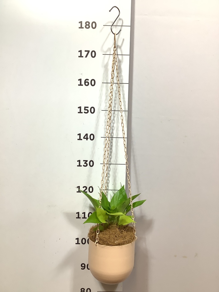 観葉植物 ポトス 4号 ライム ファンヌ ハンギング CP 付き