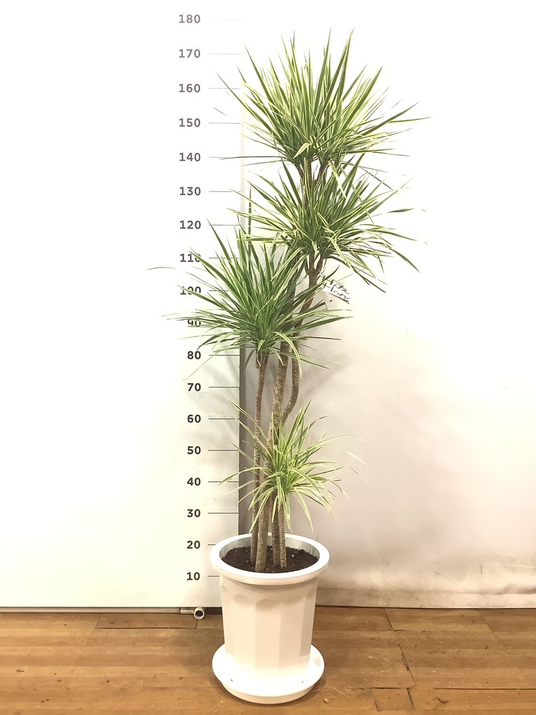 観葉植物 コンシンネ ホワイポリー 10号 ストレート プラスチック鉢