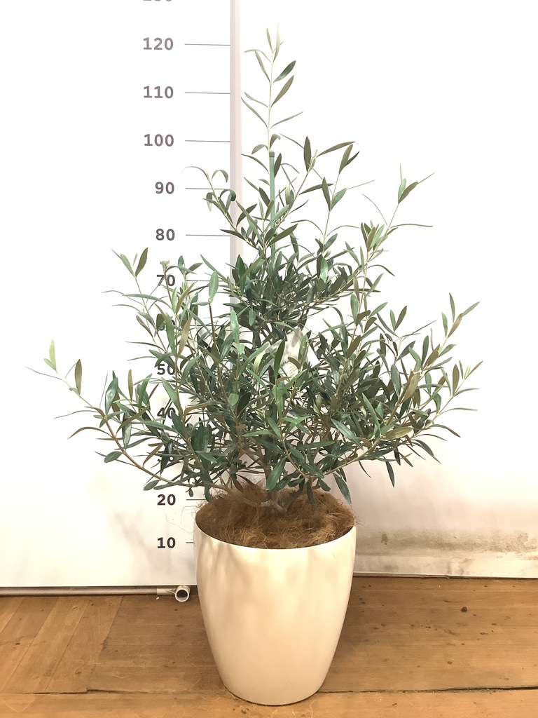 観葉植物 オリーブの木 8号 コラティーナ (コラチナ) ラスターポット