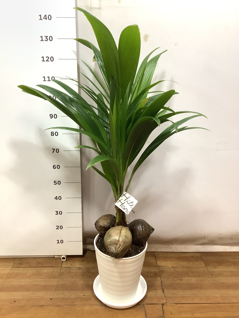 観葉植物 ココヤシ 10号 プラスチック鉢 | 観葉植物ならHitoHana(ひとはな)