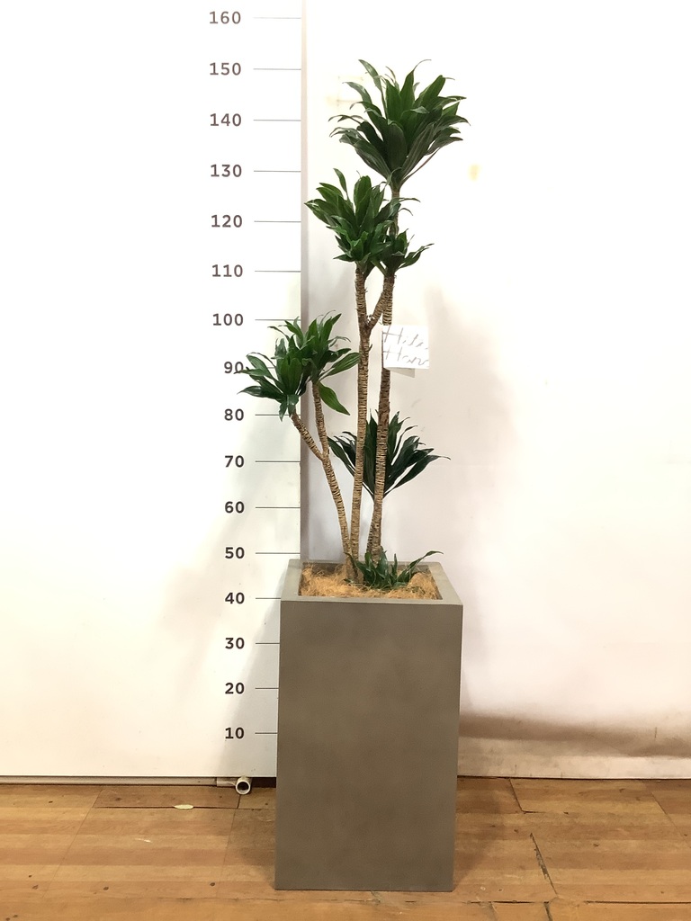 観葉植物 ドラセナ コンパクター 8号 セドナロング グレイ 付き | 観葉