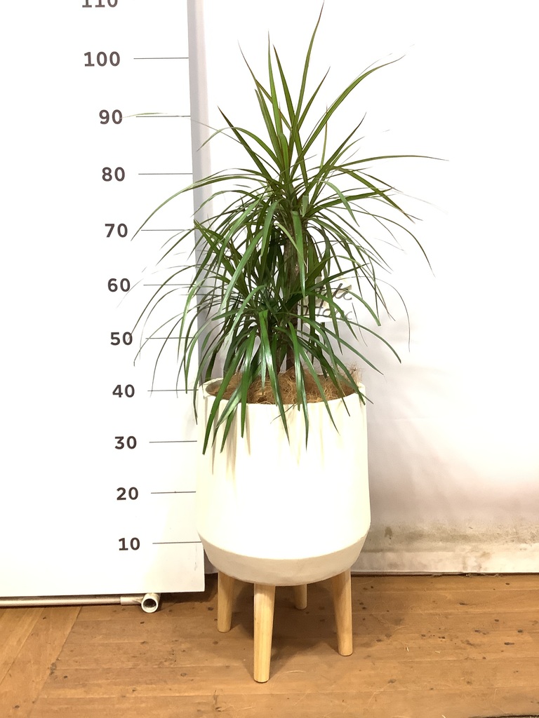 観葉植物 ドラセナ コンシンネ【180cm】 9号 トリカラー 曲り（龍