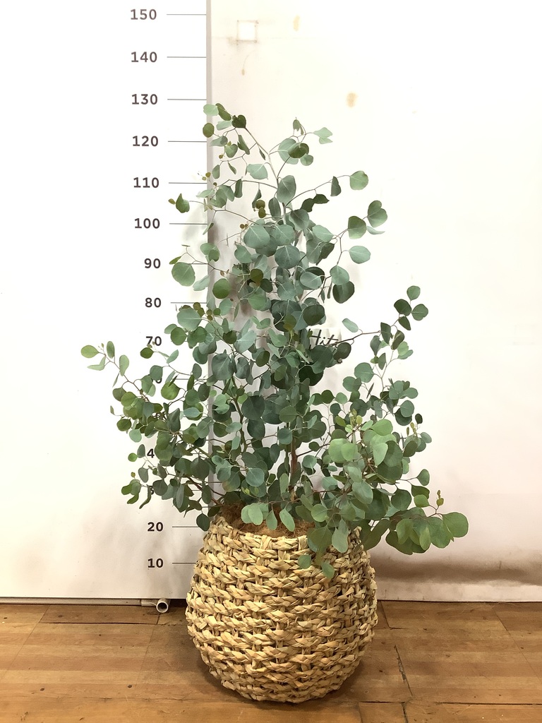 ✤ ユーカリ ポポラス ✤ フレッシュ*＊ 観葉植物 ユーカリ 8号 ポポラス（ポリアンセモス） ラッシュ