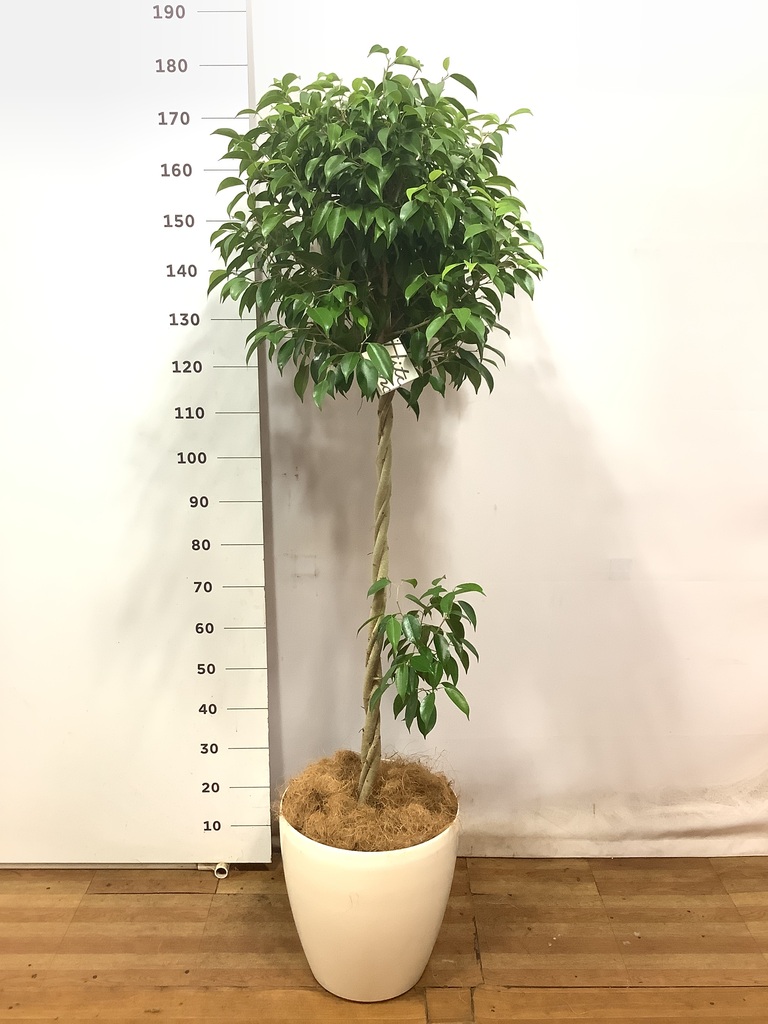 オリーブの木 形が良い 観葉植物 150センチ 10000円