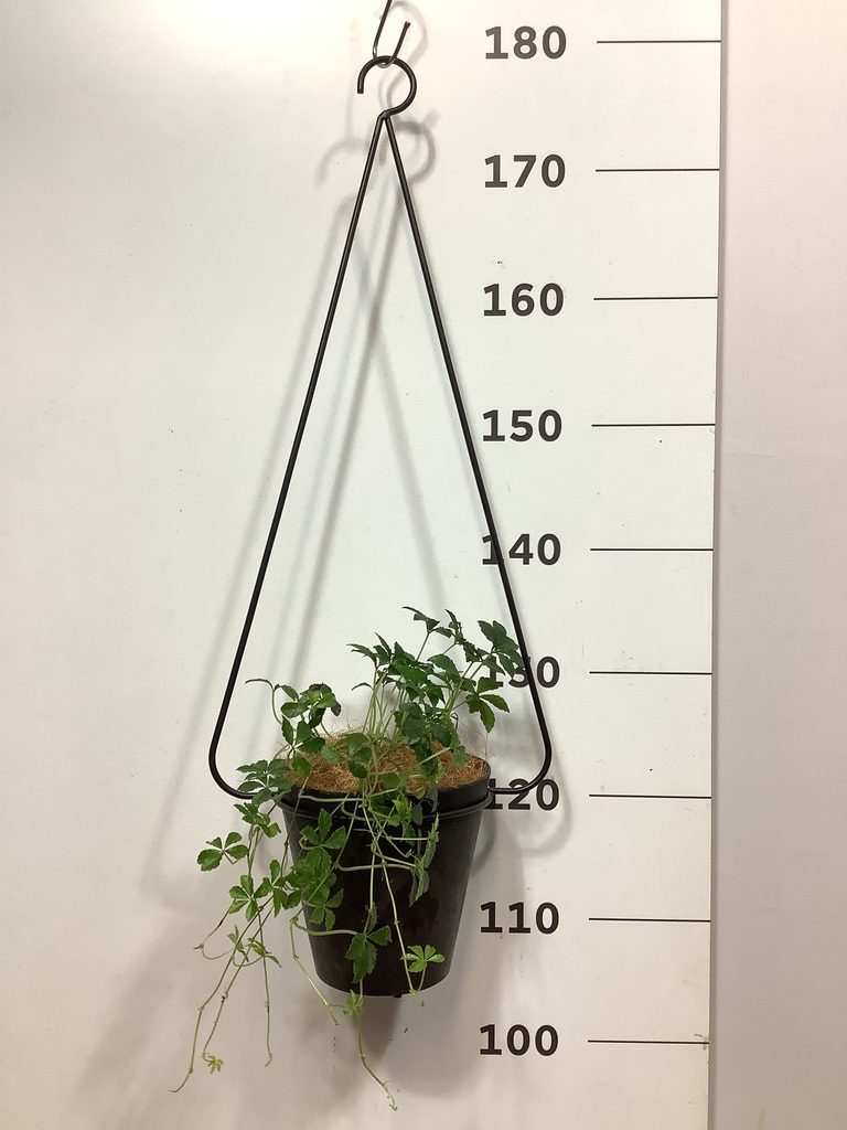 観葉植物 シュガーバイン 3号 ポットハンガー 55 K （アート