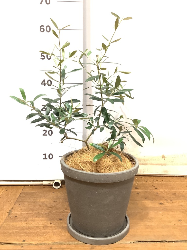 観葉植物 オリーブの木【28cm】5号 ひなかぜ 盆栽仕立て プラスチック