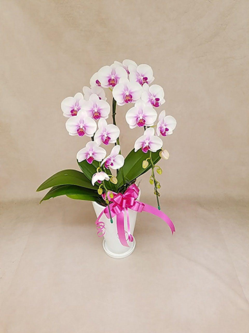 ミディ胡蝶蘭 ハワイアンマーメイド 2本立ち サンクスポット | 胡蝶蘭