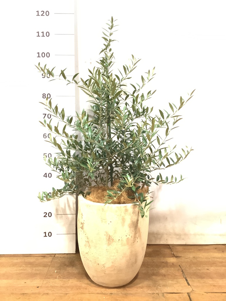観葉植物 オリーブ 8号 アルベキーナ プラスチック鉢 | 観葉植物なら