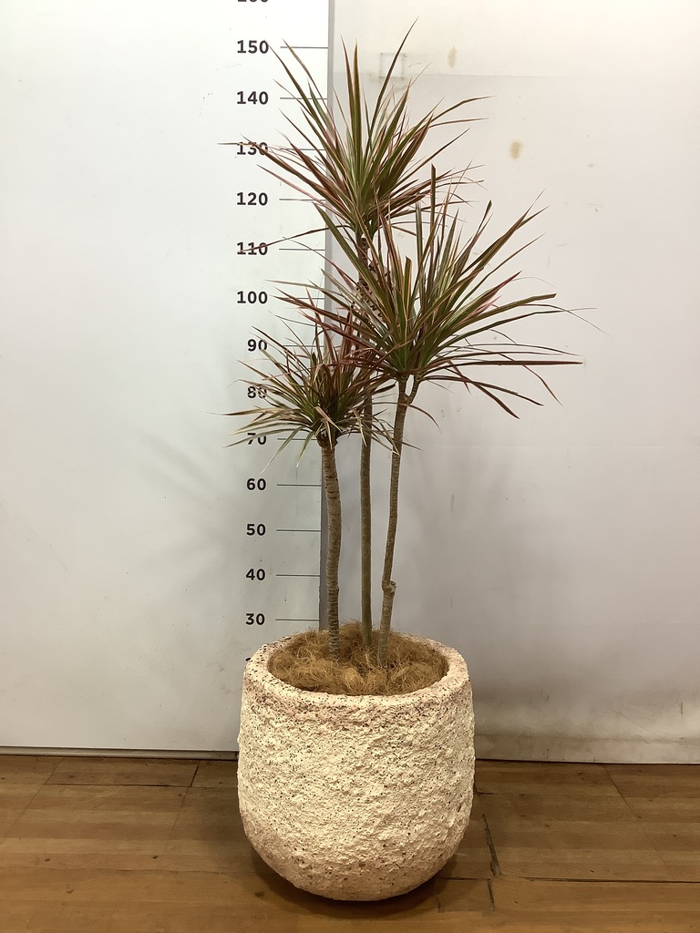 観葉植物 ドラセナ コンシンネ 6号 レザーポット0 グレー 付き
