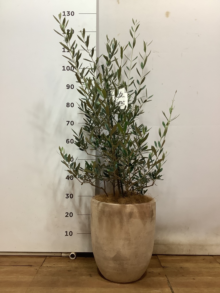 観葉植物 オリーブの木 8号 コレッジョラ ラッシュバスケット