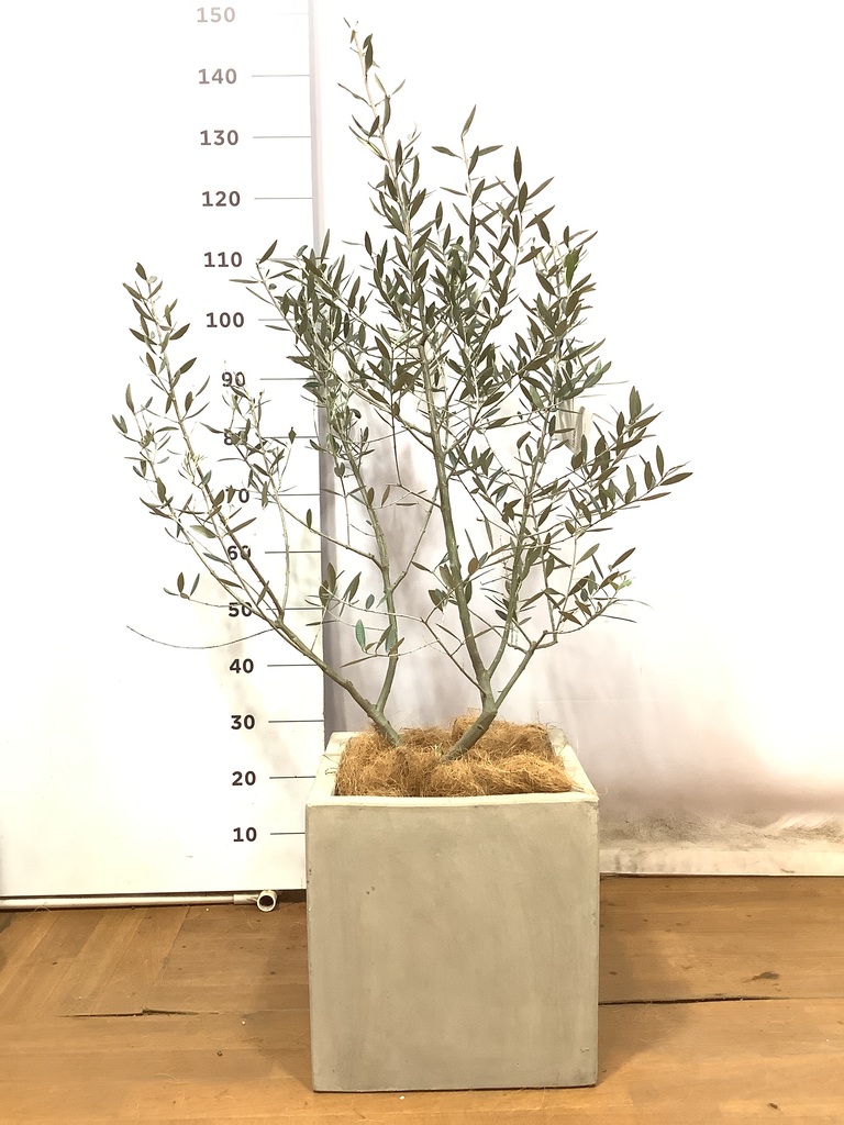 観葉植物 オリーブの木 8号 ピクアル コンカー キューブ 灰 付き