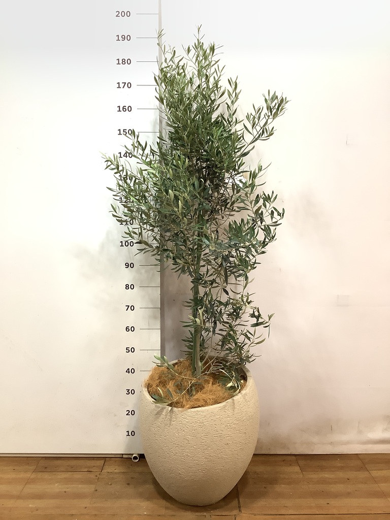 観葉植物 オリーブ 10号 チプレッシーノ エコストーンwhite 付き