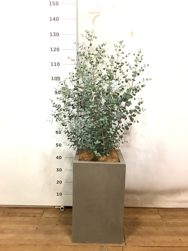 観葉植物 ユーカリ 8号 グニー セドナロング グレイ 付き | 観葉植物