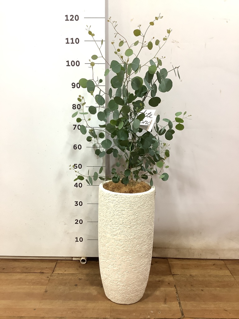 ポポラス　/ 546 ポポラス / 546 ポポラス / 546 Amazon.com: ZANURA 59