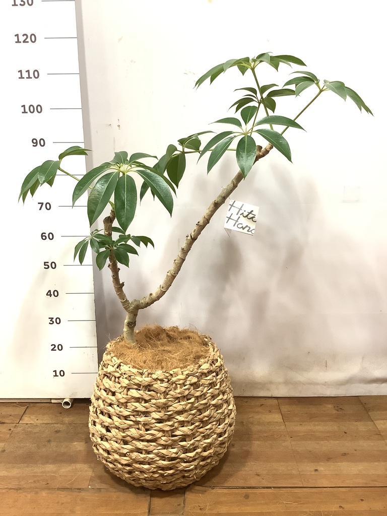 観葉植物 ツピダンサス 8号 曲り ホルスト シリンダー オリーブ