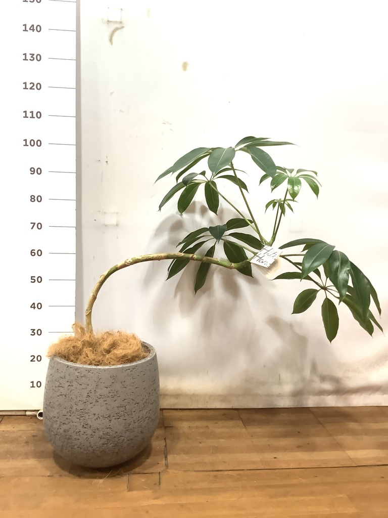 観葉植物 ツピダンサス 8号 曲り エコストーンGray 付き | 観葉植物