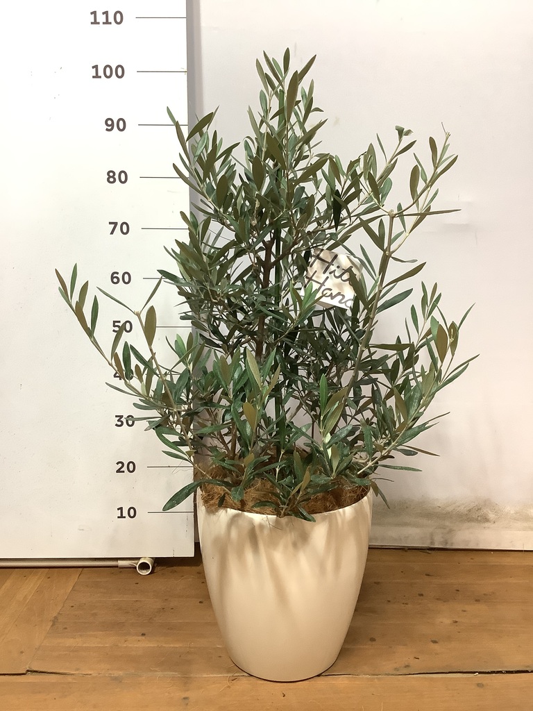 観葉植物 オリーブの木 8号 コラティーナ (コラチナ) ラスター